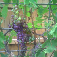 Photo Thumbnail #2: Aug 2009. Champagne grapes. :)