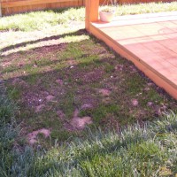 Photo Thumbnail #22: 5-31-2009 I used to have a garden here.. full...