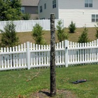 Photo Thumbnail #7: The tree that died (after we cut the top off)
