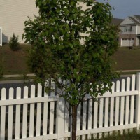 Photo Thumbnail #11: The Cleveland pear tree in the corner,...