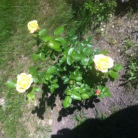 Photo Thumbnail #1: We were given 9 long stem rose bushes and...