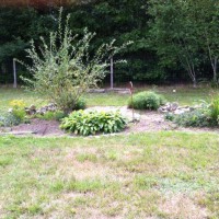 Photo Thumbnail #4: Now, July, a little drab.  Thinking of removing...