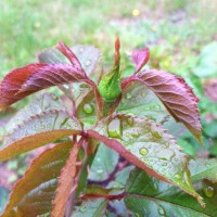 Photo Thumbnail #2: I was so excited to document our first bud!