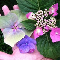 Photo Thumbnail #3: The front of our house had young evergreen...