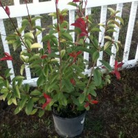 Photo Thumbnail #21: Added a few Red Tip Hedges along the fenceline....