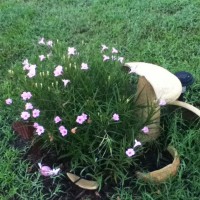 Photo Thumbnail #11: Pink flowers that I got from my neighbor. On...
