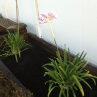 Photo Thumbnail #20: Freshly planted Agapanthus in one of the wooden...