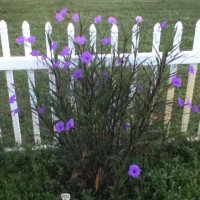 Photo Thumbnail #8: The Mexican Petunias I planted a few years ago...