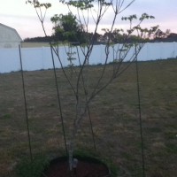 Photo Thumbnail #2: This is Chinaberry Tree #1. I had been growing...