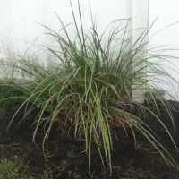 Photo Thumbnail #14: Added some grasses. Nothing special, but they...