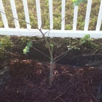 Photo Thumbnail #13: I planted a Eucalyptus Tree- it's supposed to...