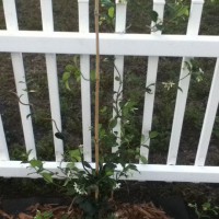Photo Thumbnail #9: Planted a Jasmine Vine along the very back...