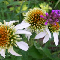 Photo Thumbnail #11: Echinacea White Swan and Verbena - To see more,...