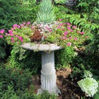 Photo Thumbnail #6: Birdbath as a Succulent Garden Planter - To see...