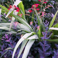 Photo Thumbnail #10: Crocosmia Lucifer & Sedum Vera Jamison - To see...