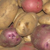 Photo Thumbnail #4: This is our first harvest of potatoes 