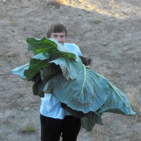 Photo Thumbnail #5: 35 pound cabbage