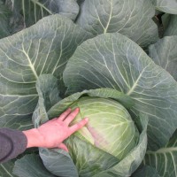 Photo Thumbnail #7: First big cabbage