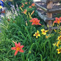 Photo Thumbnail #5: Daylilies continue to find new homes in our...