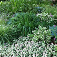 Photo Thumbnail #3: Hostas, daylilies and shade tolerant ground...