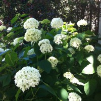 Photo Thumbnail #4: Annabelle Hydrangeas by our front porch add...