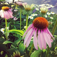 Photo Thumbnail #2: Coneflowers and daisies grow happily in a...