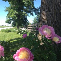 Photo Thumbnail #9: I bought these peonies a few years ago