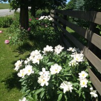 Photo Thumbnail #3: North side from road closeup of peonies