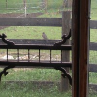 Photo Thumbnail #4: I was taking a picture of a Robin that wanted...