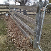 Photo Thumbnail #2: Looking north of gate entrance to yard. These...