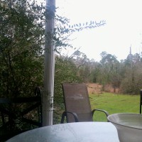 Photo Thumbnail #2: Taken on 12/25/12 Shrubs enclosed back porch