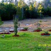 Photo Thumbnail #26: Feb 2013 planted over 80 roses