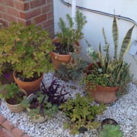 Photo Thumbnail #1: These are my potted succulents which I plan to...