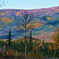 Photo Thumbnail #9: Lower mounds bloom to the top !