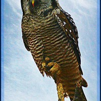 Photo Thumbnail #17: This guy sat right beside the road