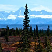 Photo Thumbnail #13: Spruce are tall and slender