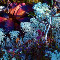 Photo Thumbnail #10: Tundra bloom closeup