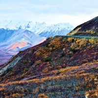 Photo Thumbnail #2: Tundra in bloom as road wraps the Mountainside