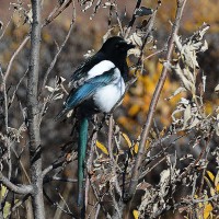 Photo Thumbnail #18: Magpie