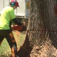 Photo Thumbnail #1: Tree removal services
