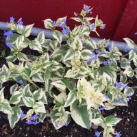 Photo Thumbnail #1: Jack Frost Brunnera