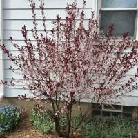 Photo Thumbnail #15: Sand Cherry