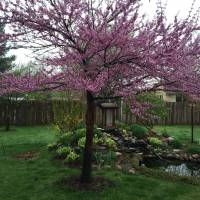 Photo Thumbnail #17: Redbud tree