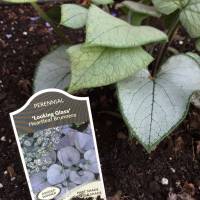 Photo Thumbnail #11: "Looking Glass" Brunnera