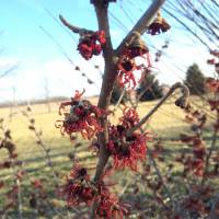 Photo Thumbnail #4: Hamamelis x intermedia 'Jelena' taken in Mid...