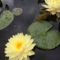 Photo Thumbnail #2: Yellow Waterlily