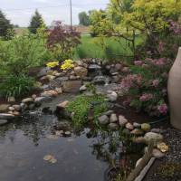 Photo Thumbnail #5: Plants around water feature from left to right....