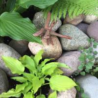 Photo Thumbnail #8: Lemon-Lime Hosta- small