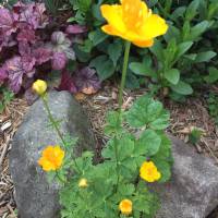 Photo Thumbnail #23: Cinquefoil