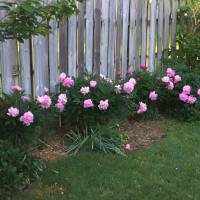 Photo Thumbnail #17: Heirloom Peonies